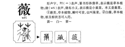 薇五行|薇字五行属什么